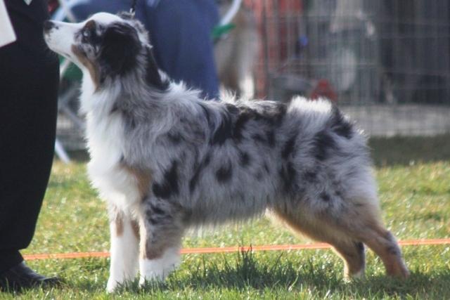 McFinley's Draw Me a Stoney Creek | Australian Shepherd 