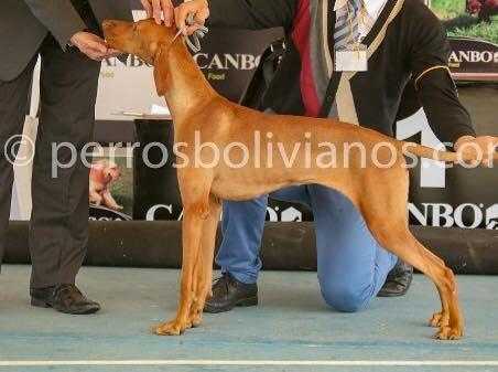 LAYLA REY D' CELIS | Hungarian Vizsla 