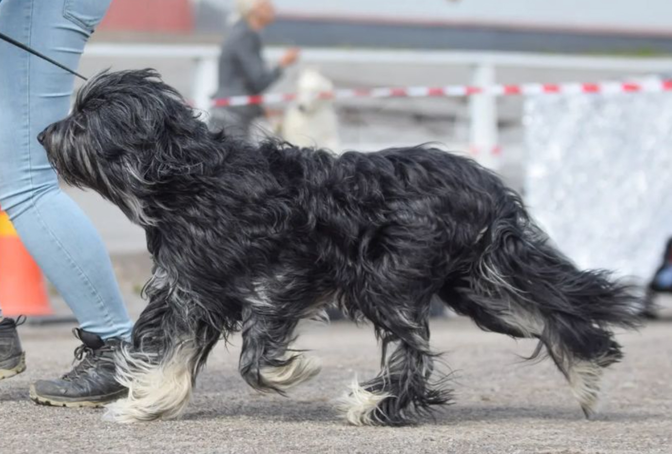 Portuguese Sheepdog