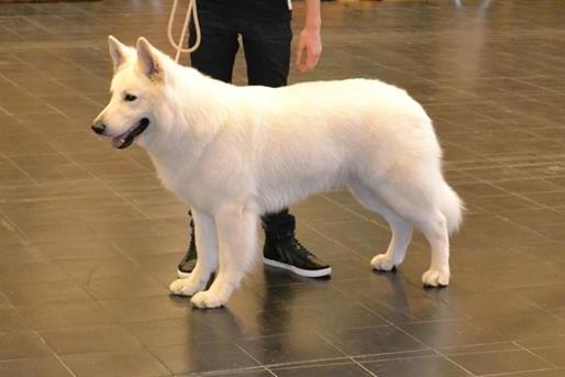 Qoda Van't Mereminnehof | White Swiss Shepherd Dog 