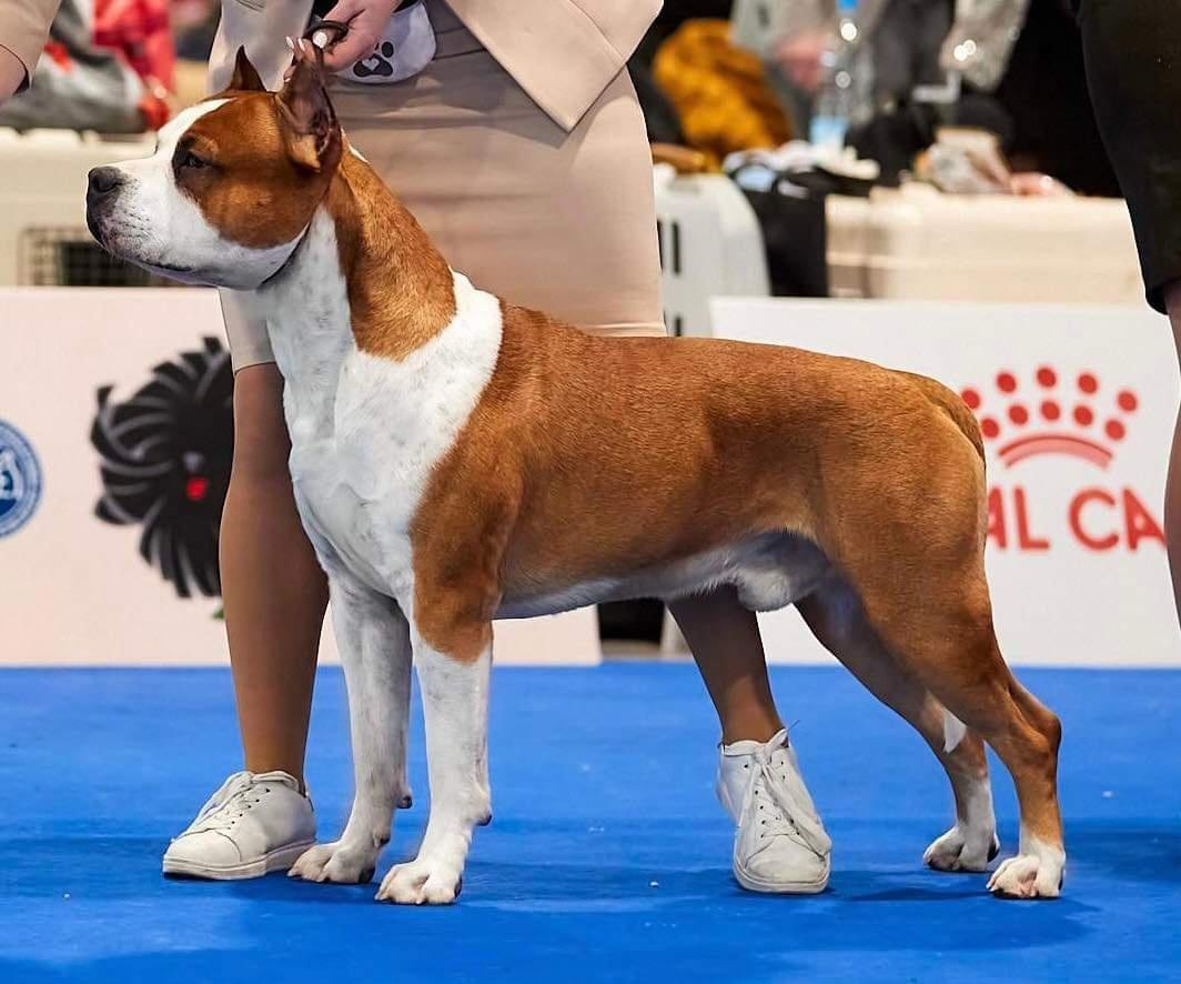 Knightly Heart Hurricane | American Staffordshire Terrier 