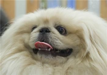 Sanrayz dragon eryema | Pekingese 