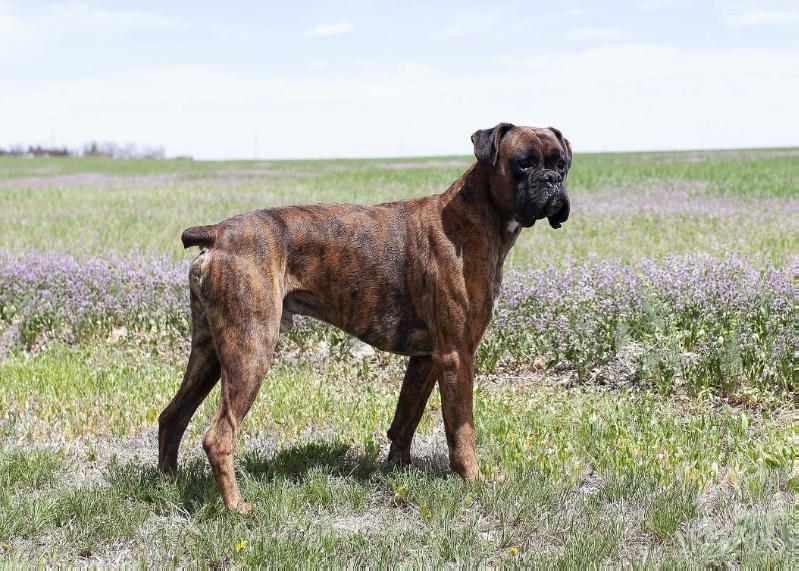 Sir Rocky's Rutza Riddik | Boxer 