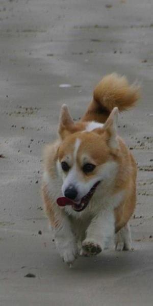 Olivia v. De Goudse Hout | Pembroke Welsh Corgi 