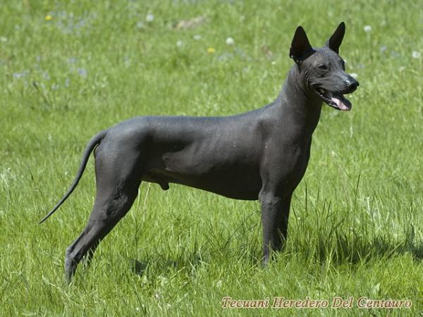 Tecuani Heredero Del Centauro | Xoloitzcuintli 