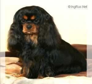 Leelyn Buddy Holly | Cavalier King Charles Spaniel 