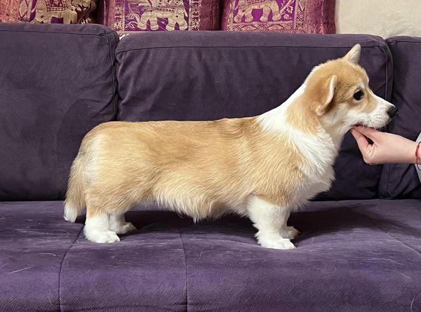Corgiology Before you Kiss 'n' Tell | Pembroke Welsh Corgi 