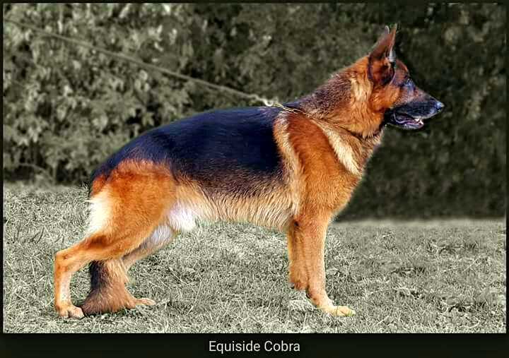 Equiside Cobra | German Shepherd Dog 