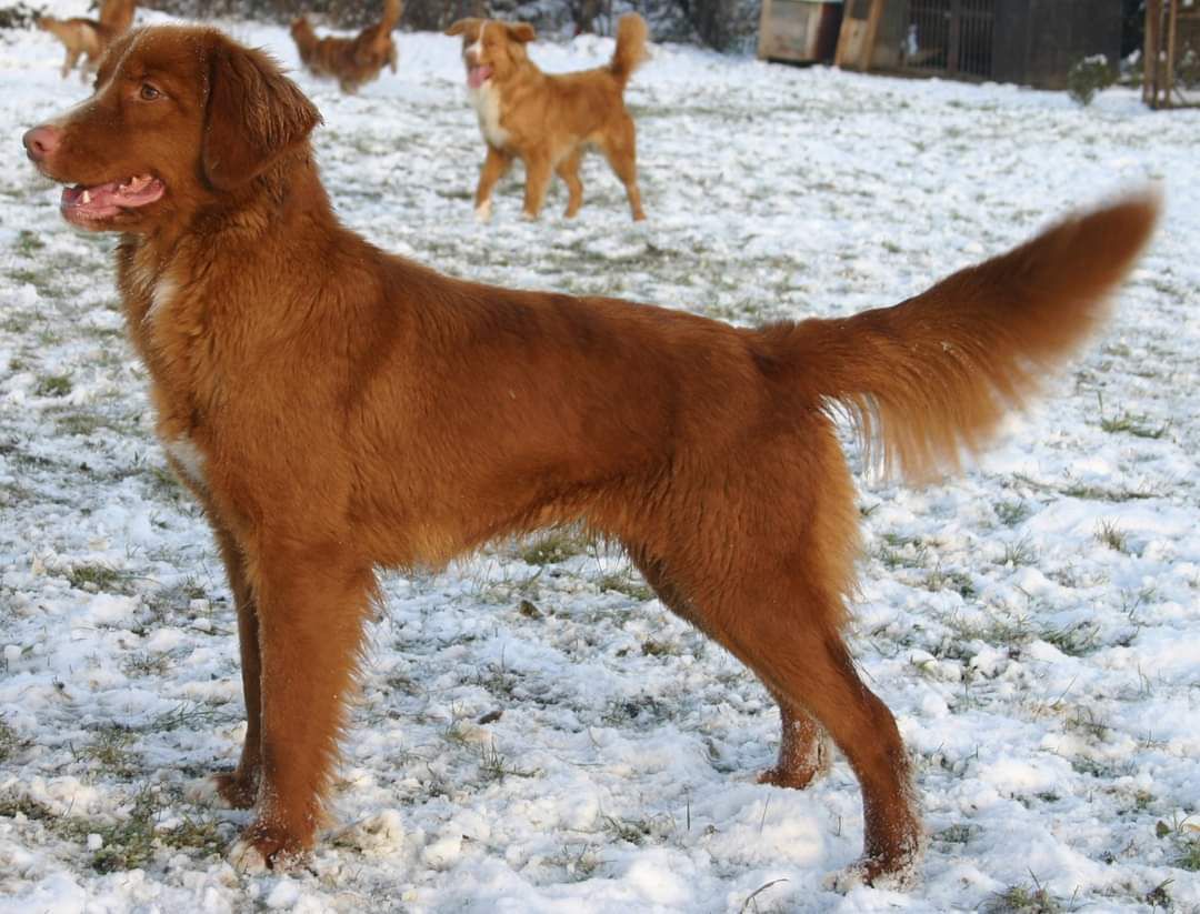 Canis Amicus Quina | Nova Scotia Duck Tolling Retriever 