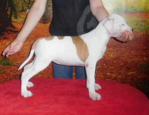 Lavina Show Assorty'K | American Staffordshire Terrier 