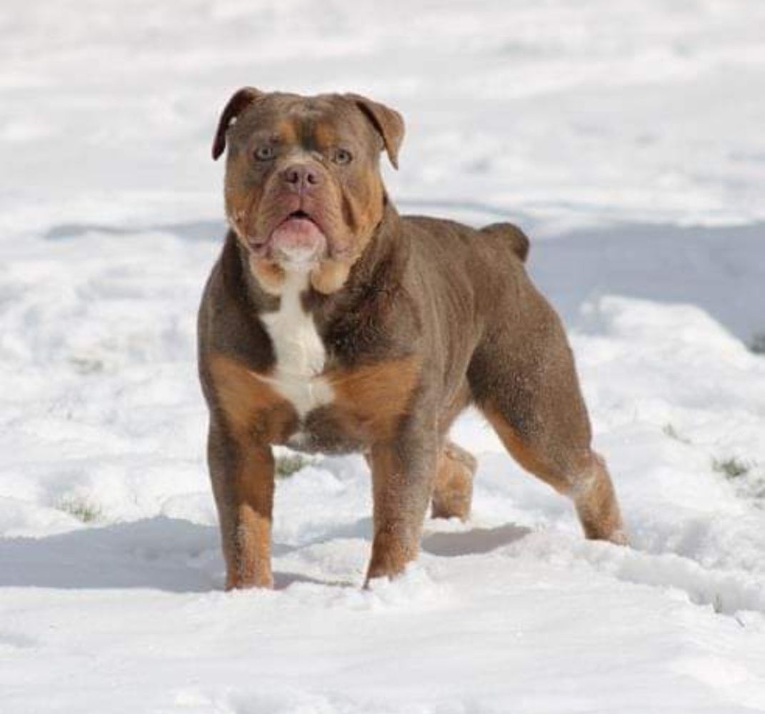 Brickhouse Bullies' Zeva | Olde English Bulldogge 