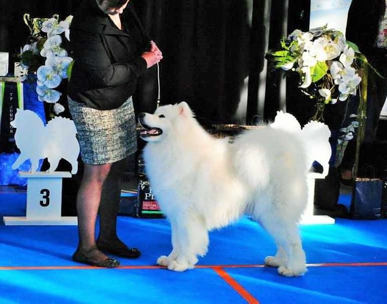 Heroic Deed De Sanna Gourska | Samoyed 