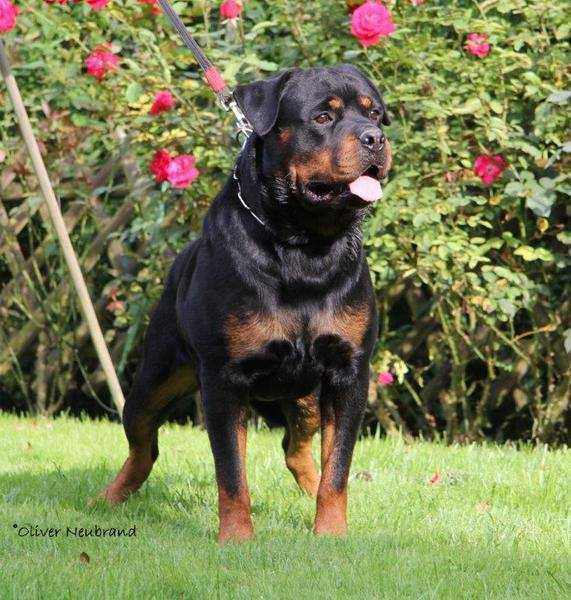 Lance vom Haingraben | Rottweiler 