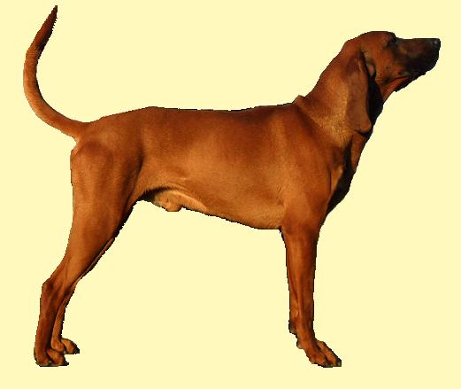 Tree Rizin' Razor Sharp Spike | Redbone Coonhound 
