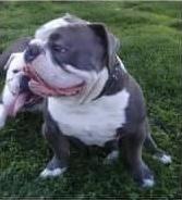 Castro’s Macho | Olde English Bulldogge 