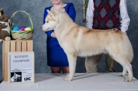 Whispering Winds Serenading Malakai | Siberian Husky 