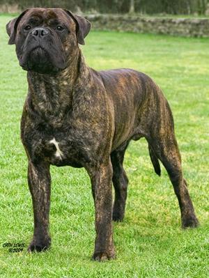 JAYNOS BIG BOPPER | Bullmastiff 