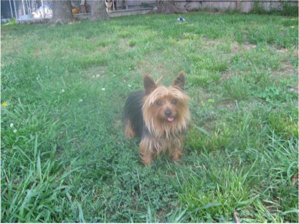 Tasso's Goldie Girl | Yorkshire Terrier 