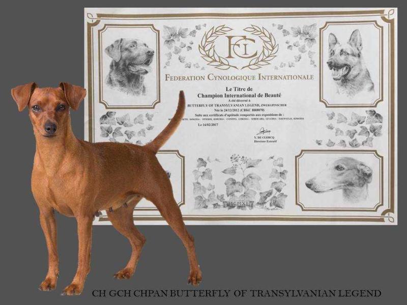 Butterfly Of Transylvanian Legend | Miniature Pinscher 