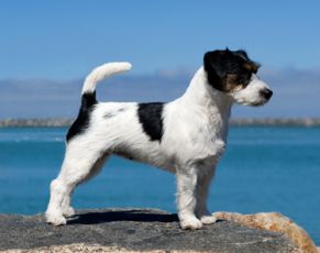 Gladfotens Lille Bebi | Jack Russell Terrier 