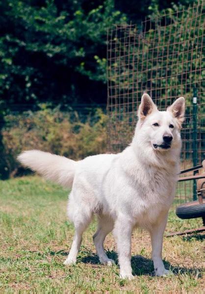 Ultimatum del Branco Selvaggio | White Swiss Shepherd Dog 