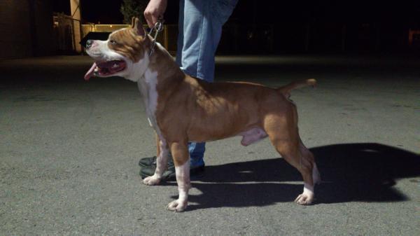 Diego von berCek | American Staffordshire Terrier 