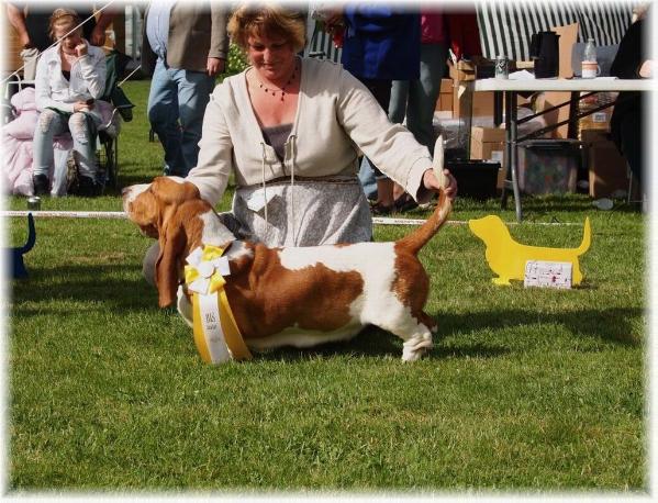 Chiwa vom Rustenberg | Basset Hound 