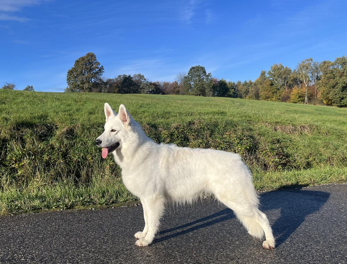 UPTOWN GIRL Grand Canyon | White Swiss Shepherd Dog 