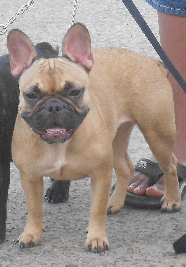 Ibiza Luna Hamarocka | French Bulldog 