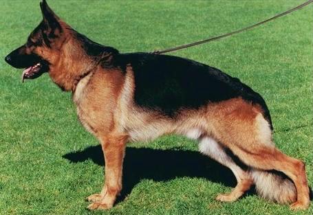 Yassko von der Roten Matter | German Shepherd Dog 