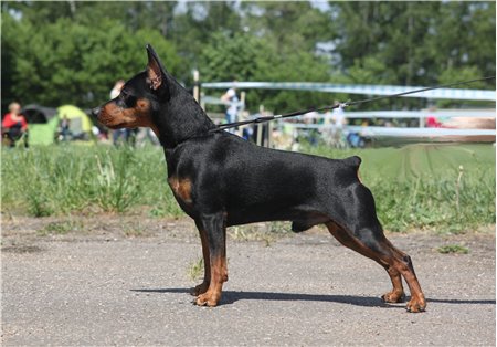 Nasha Marka Tcherniy Boss | Miniature Pinscher 