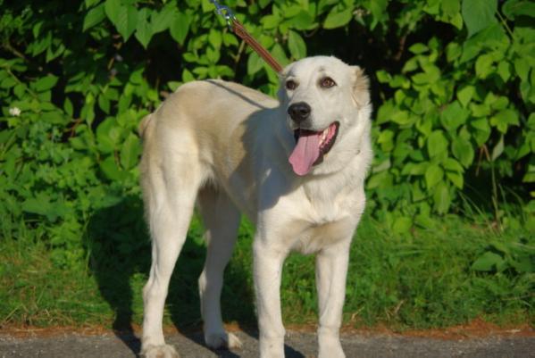 Lurdana | Central Asian Shepherd Dog 