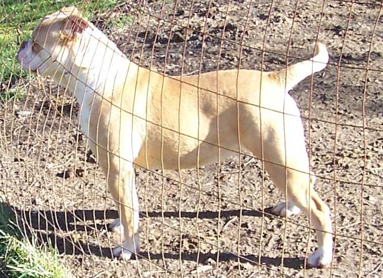 Pound4Pound's Porsche | Olde English Bulldogge 