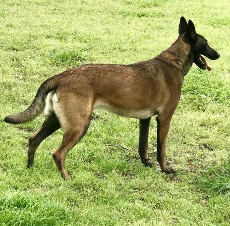 Caysey | Dutch Shepherd 