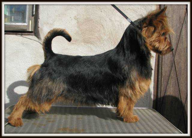 Mongrel's Flaks | Australian Terrier 