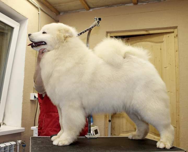 Serebryanaya Skazka Galateya | Samoyed 