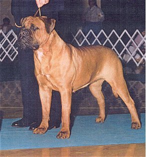 Jaycasey's Honey Of Hanover | Bullmastiff 