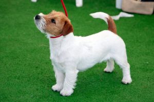 Cassandra di San Martino delle Scale | Jack Russell Terrier 