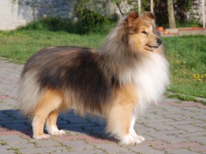 Colroy Crystal Lad | Shetland Sheepdog 