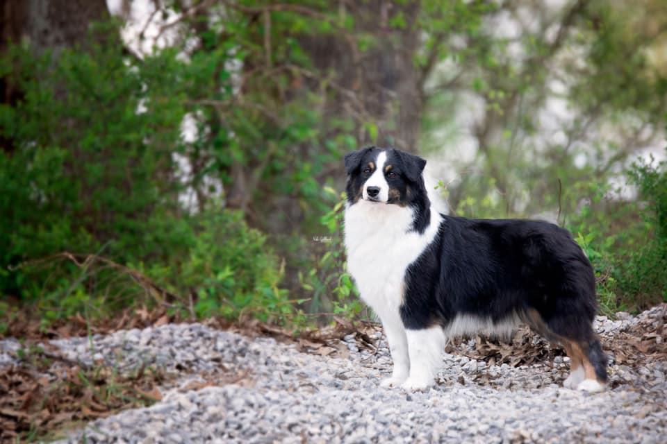 Moonbaby's Best Kept Secret | Australian Shepherd 