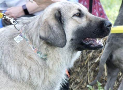 Yugoslavian Shepherd