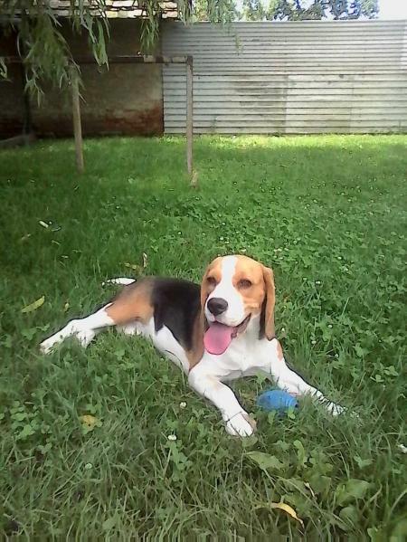 Ultrakopó Zara | Beagle 