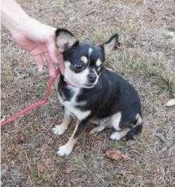 A-Maize-Ing Cool Breeze | Chihuahua 