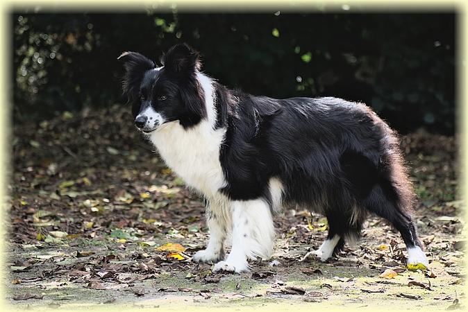 PIPPI L. Double Vision | Border Collie 