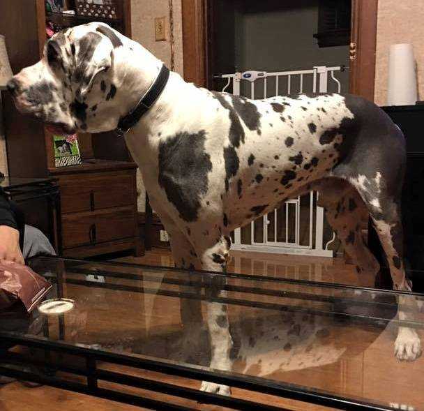 Hades Fire Child | Great Dane 