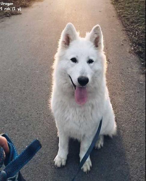 Uragan la Blankpapilio | White Swiss Shepherd Dog 