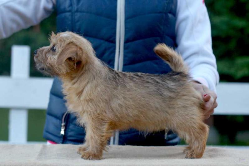 Lamonterra Venturi Fetish | Norfolk Terrier 