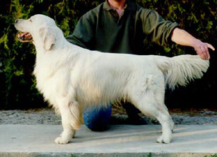 Swanavly San Francisco | Golden Retriever 