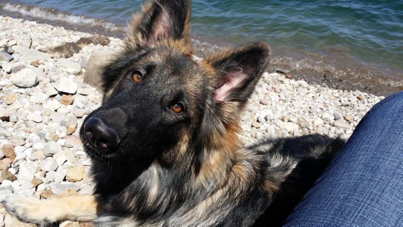 Korra Vom Peet | German Shepherd Dog 