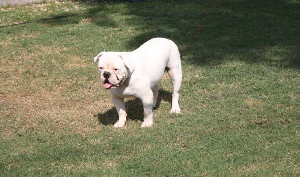 White Rose Of IHBK | Olde English Bulldogge 